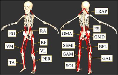 Visual and Vestibular Inputs Affect Muscle Synergies Responsible for Body Extension and Stabilization in Sit-to-Stand Motion